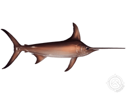 Swordfish